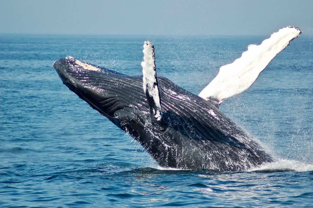 Mozambique, Whale Breaching | Mozambique | Swift Travel
