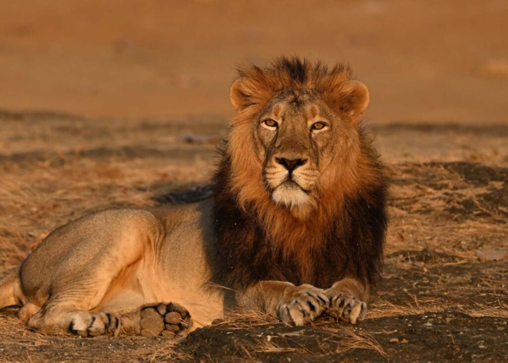 Gir, Gujarat Lion | India | Swift Travel