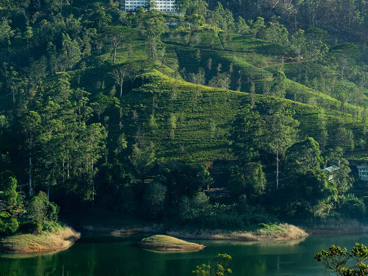 Camellia Hills, Dickoya | Sri Lanka | Swift Travel