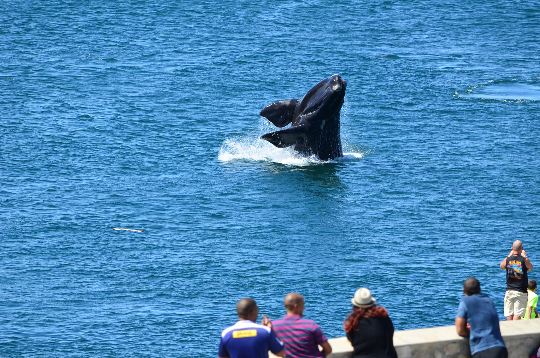 Harbour House Hotel, Hermanus | South Africa | Swift Travel