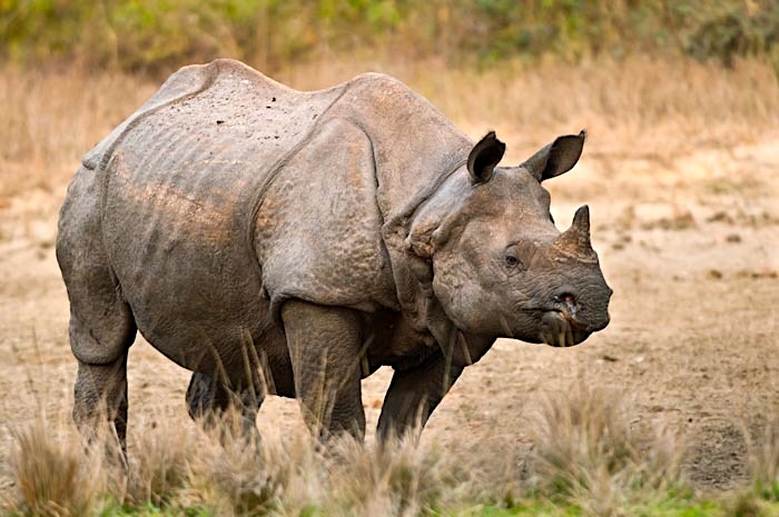 Kaziranga, Assam | India | Swift Travel