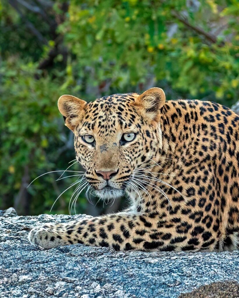 Lepoard Jawal | India | Swift Travel