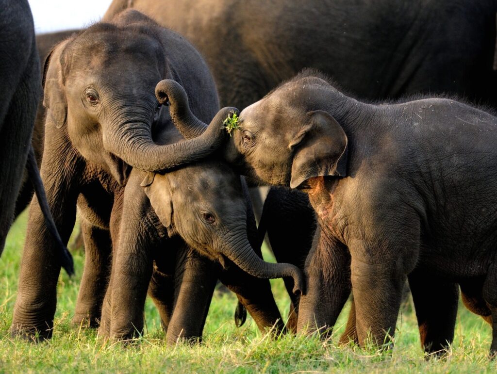 The Gathering at Minneriya | Sri Lanka | Swift Travel