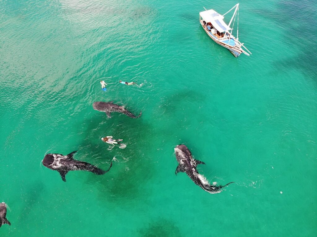 Northern Mozambique, Snorkelling | Mozambique | Swift Travel