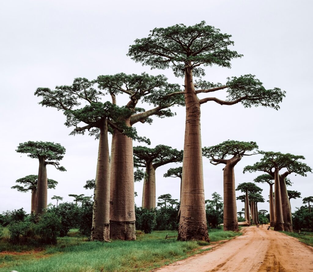 Mozambique Baobab Trees | Mozambique | Swift Travel