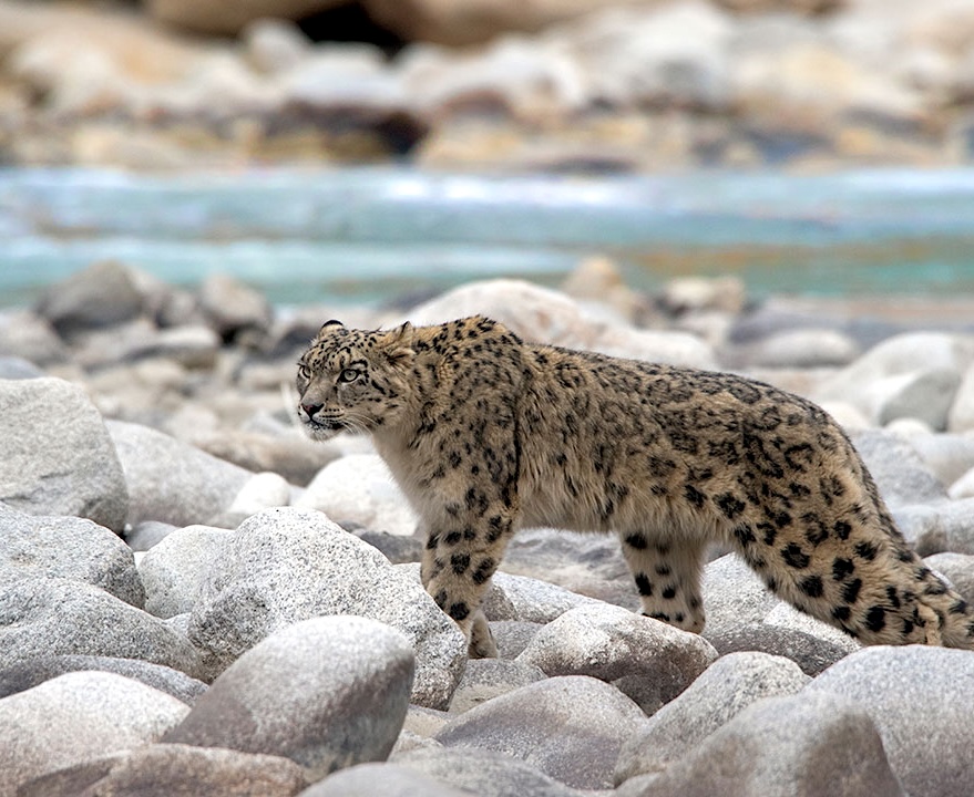 Ladakh (Hemis & Ulley) Snow lepoard | India | Swift Travel