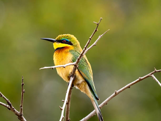 Mozambique Bird Merops pusillus meridionalis | Mozambique | Swift Travel
