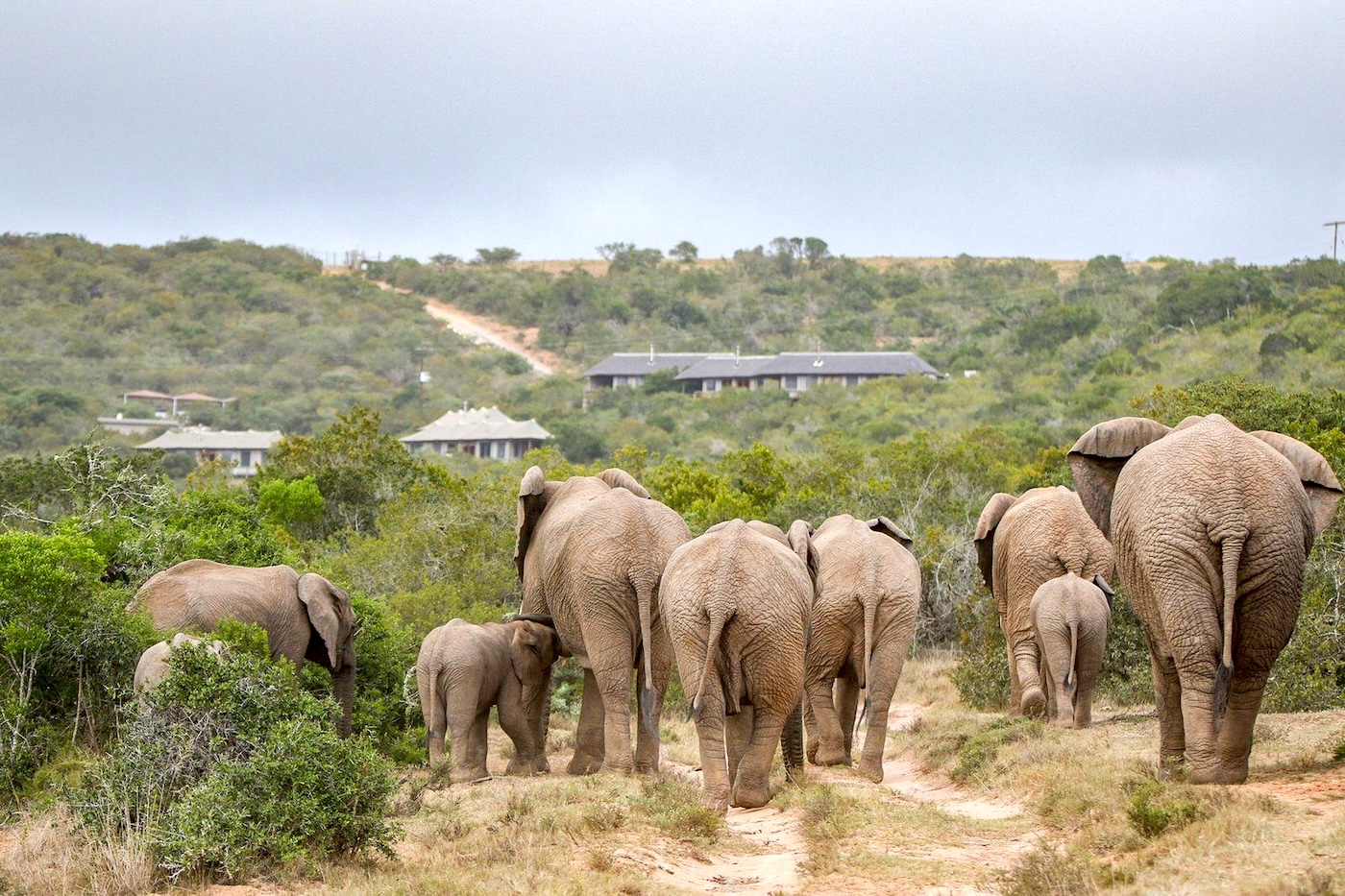Hlosi Game Lodge, Amakhala Game Reserve, South Africa