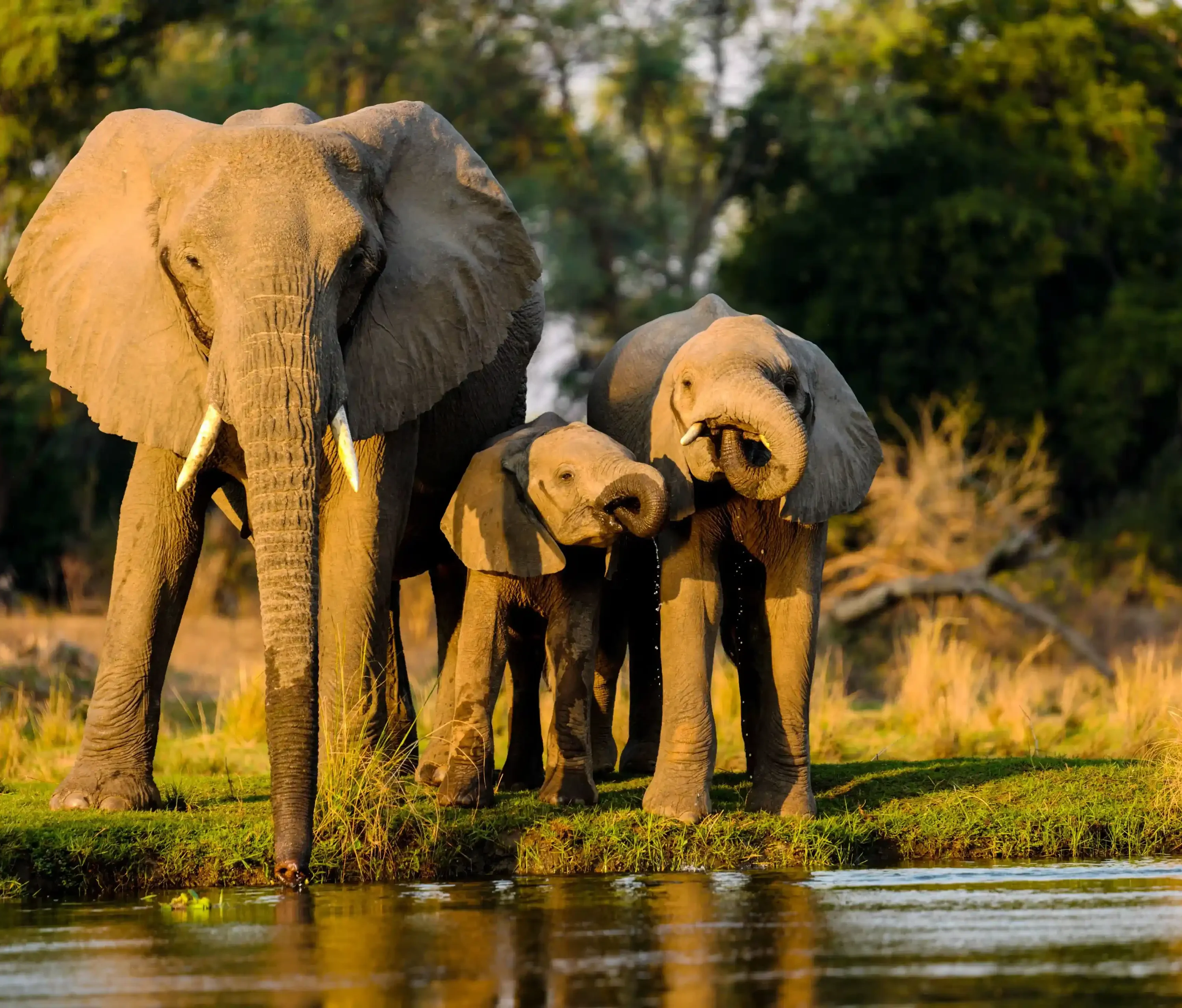 Nagarhole, Karnataka Elephant | India | Swift Travel