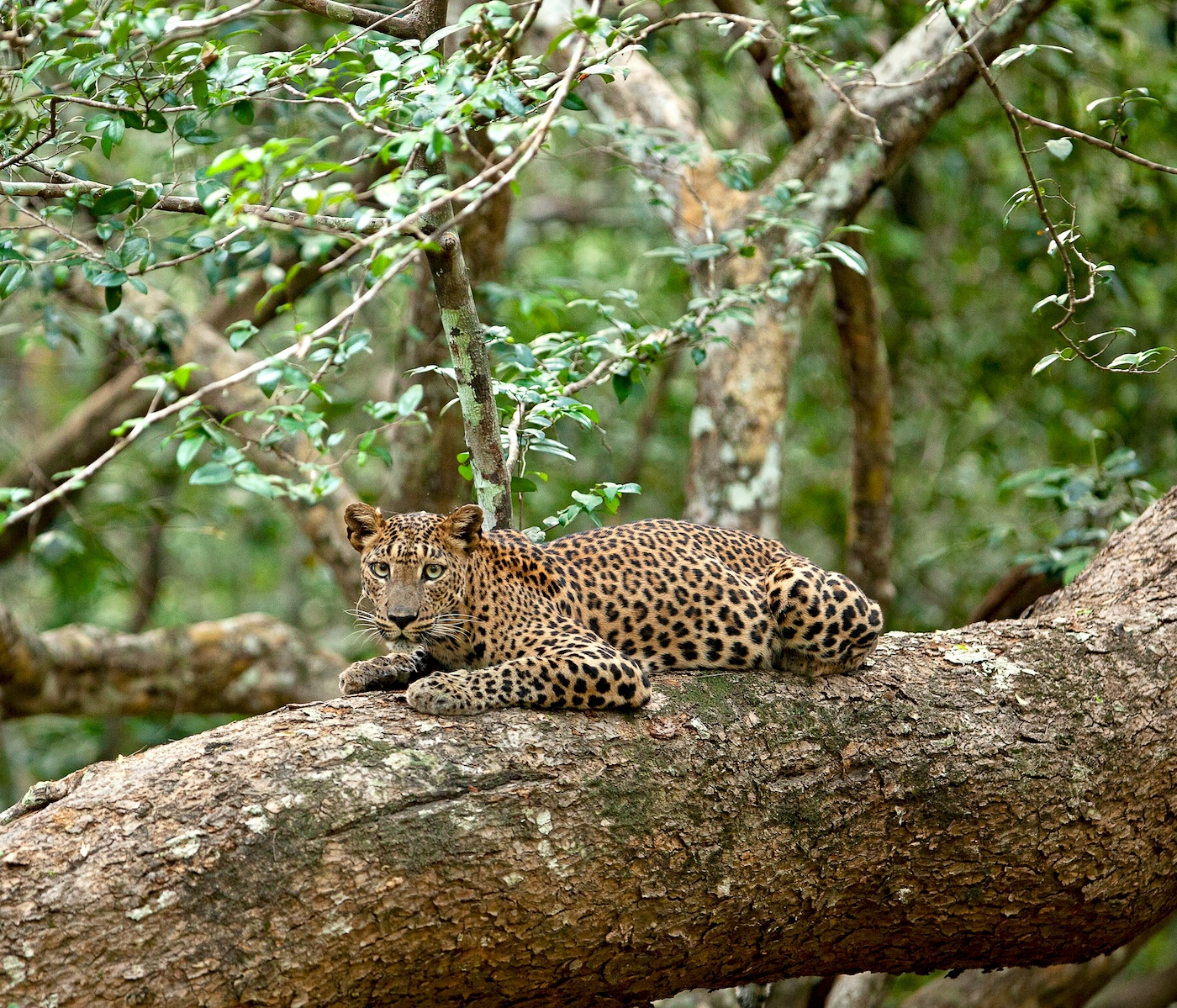 Yala National Park | Sri Lanka | Swift Travel