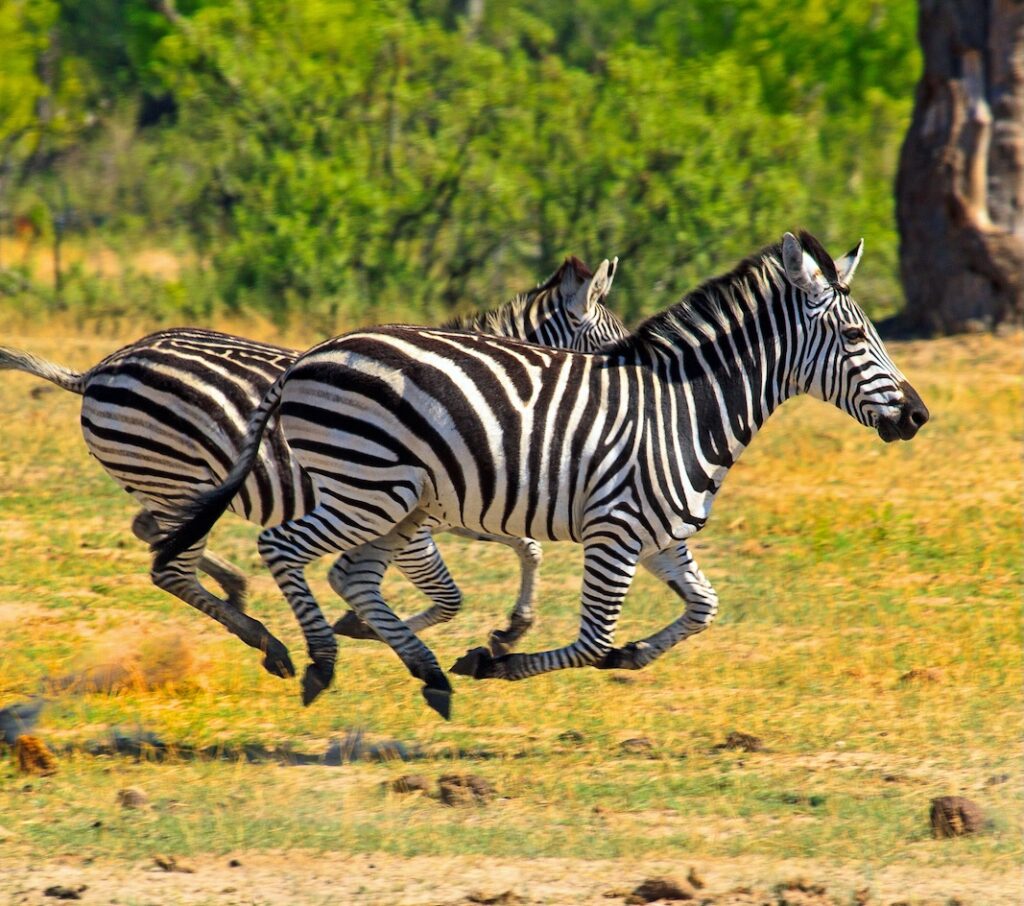 Mozambique, Maputo Zebras | Mozambique | Swift Travel