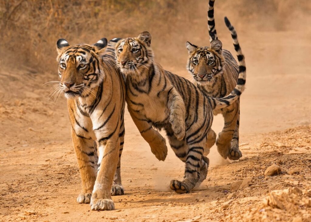Ranthambore National Park Tiger | India | Swift Travel