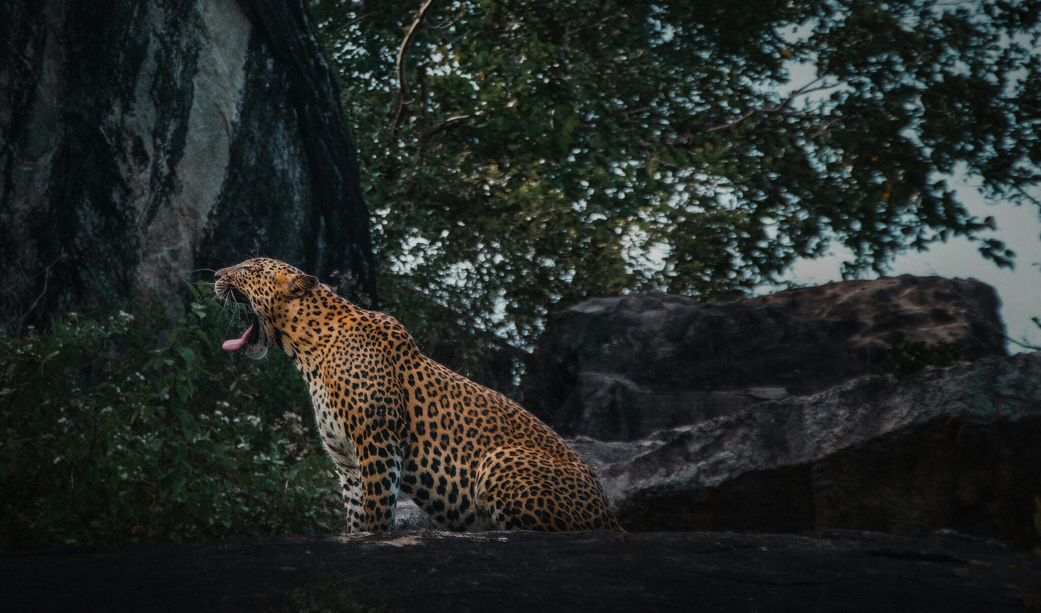 A Guide to the Wildlife of Sri Lanka