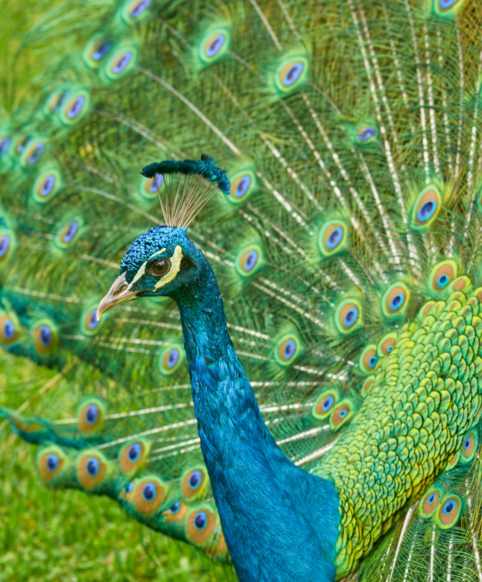 Sri Lanka Peacock | Sri Lanka | Swift Travel